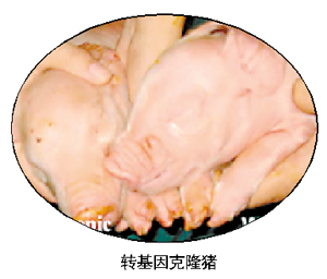 【广州日报】转基因克隆猪：许人类一个未来？