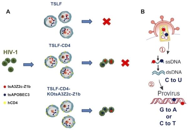 JournalofVirology：研究发现树鼩细胞支持HIV-1复制但不能自然感染的分子机制