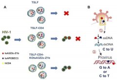 JournalofVirology：研究发现树鼩细胞支持HIV-1复制但不能自然感染的分子机制