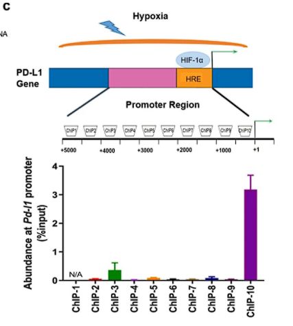 JHematolOncol：揭秘缺氧条件下胶质瘤细胞中PD-L1与HIF-1α表达的关系！