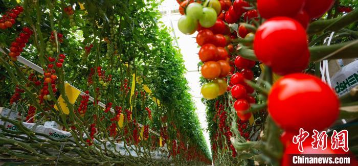图为平凉市海升超越农业生态示范项目串番茄。(资料图) 魏建军 摄