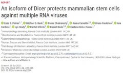 Science：重大进展！揭示哺乳动物干细胞利用抗病毒Dicer抵御多种RNA病毒入侵