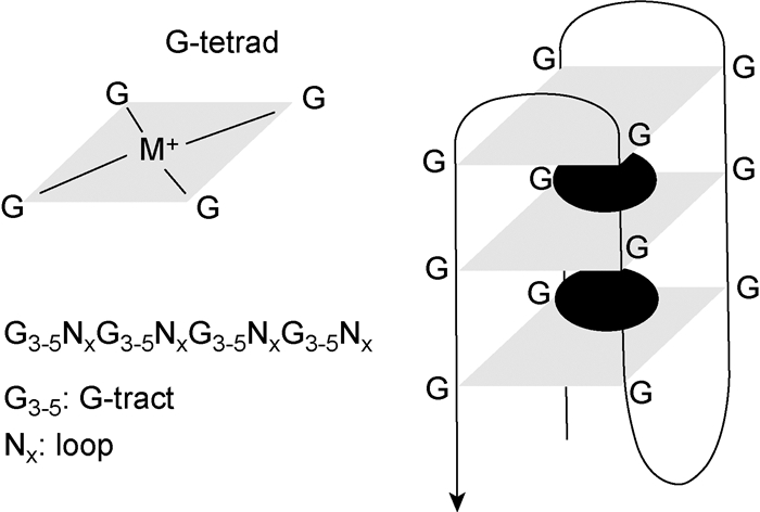 四链体核酸序列多态性与表达调控功能研究