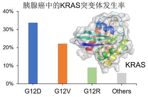 KRAS-G12D是胰腺癌最普遍的突变类型     受访者供图