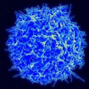 CellMetabol：科学家有望给抵御癌症的T细胞进行“