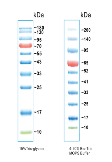 彩色预染蛋白Marker（10