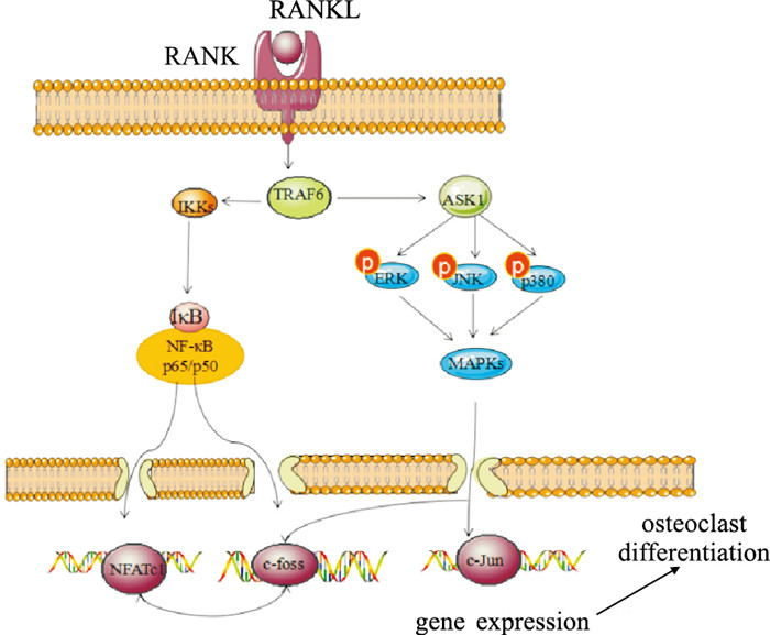 RANKL介导的诱导破骨细胞分化的相关经典信号通路