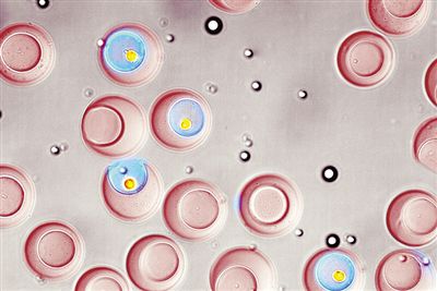 “納米瓶”技術可按功能分類單細胞