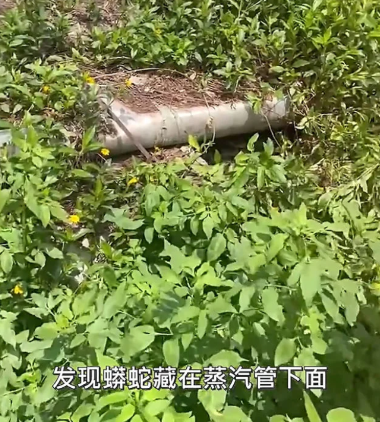 能吞人！50斤，3.8米网纹蟒出没，现身深圳工业园
