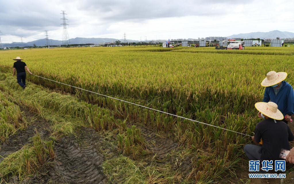海南杂交水稻攻关示范项目2022年双季早稻测产