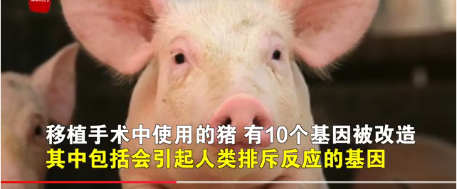 最新官宣！全球首位“猪心移植”患者死因探究