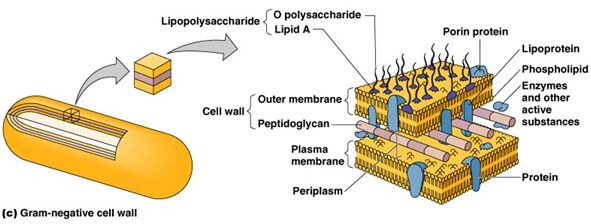 细菌细胞壁裂解酶（Cell Lytic Enzymes）专题