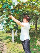 在猕猴桃研究版图标记中国坐标，省党代表钟彩虹——让实验室的猕猴桃成为致富“金果果”