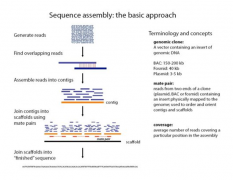 基因组从头测序（De novo sequencing）