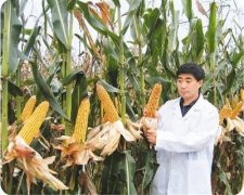强壮玉米“中国芯”（科技名家笔谈）