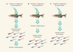 基因组学突破性成果：斑马鱼序列解析